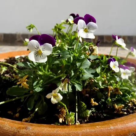 Andorinha Willa Portimão